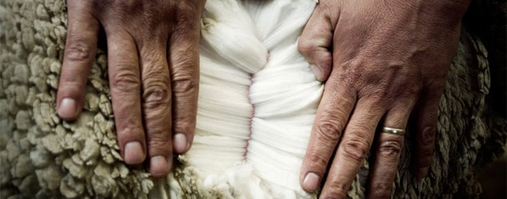 What Is Merino Wool And Where Does It Come From what-is-merino-wool-and-where-does-it-come-from